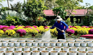 Hoa – kiểng Tết Bính Ngọ 2026: Nguồn cung dồi dào, ứng phó thời tiết bất lợi