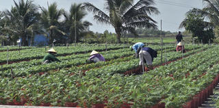 Các nhà vườn tất bật chuẩn bị hoa màu phục vụ Tết