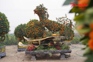 Độc đáo quýt cảnh tạo hình ngựa hút khách dịp Tết Bính Ngọ 2026