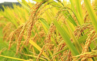 Bộ Công Thương lưu ý doanh nghiệp xuất khẩu sang Indonesia