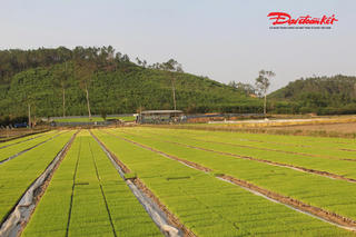 Chi hơn 3,5 tỷ đồng, anh nông dân xứ Nghệ đưa mạ khay xuống đồng