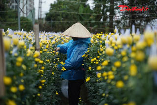 Hà Nội rét 10 độ C, nông dân Tây Tựu trùm áo mưa bám ruộng giữ sắc hoa Tết