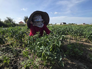 Sản xuất thích ứng hạn, mặn