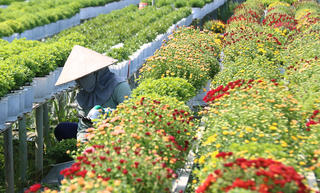 Đồng Tháp hỗ trợ nông dân tiêu thụ cúc mâm xôi nở sớm