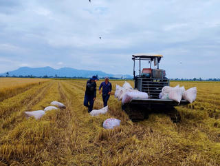 Nâng tầm gạo Việt