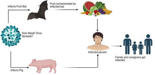 Bộ Y tế hỏa tốc yêu cầu tăng cường giám sát, phòng chống dịch bệnh do vi rút Nipah