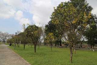 Hoàng mai nở rộ trong Kinh thành Huế, xuân 'gõ cửa' trên vùng đất cố đô