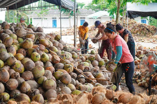 Trái dừa cần một "tấm hộ chiếu xanh" để bước vào thị trường toàn cầu
