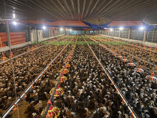 Quảng Ngãi: Đề nghị hỗ trợ hơn 106 tỷ đồng khắc phục dịch bệnh