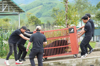 Trung tâm Cứu hộ gấu Việt Nam tiếp nhận cá thể gấu ngựa nặng 120kg