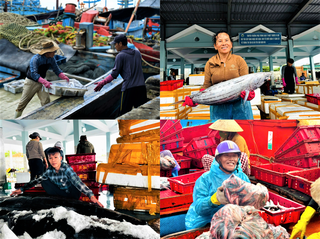 Quảng Ngãi: Tàu cá đầy ắp hải sản về bến trong không khí rộn ràng đón Tết