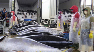 Ngư dân miền Trung trúng đậm hải sản