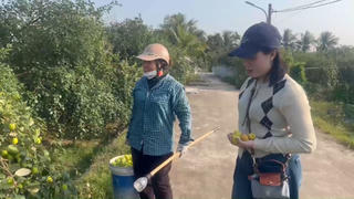 'Cháy hàng' táo muối Hải Phòng dịp cận Tết