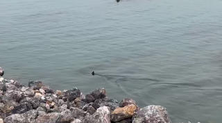 Ngư dân Cô Tô giải cứu cá heo mắc cạn