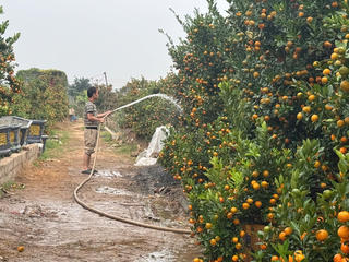 Hà Nội: Đào, quất “vào vụ” 