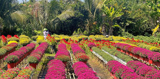 Hoa kiểng độc lạ “cháy hàng” ngày cận Tết, nông dân phấn khởi