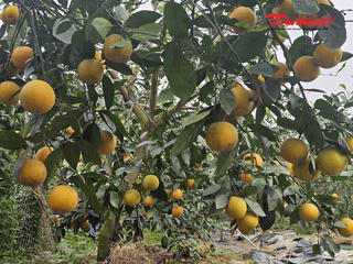 Cam Xã Đoài - đặc sản tiến vua vào vụ Tết