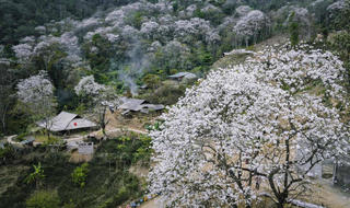 Điện Biên: Chuẩn bị cho Lễ hội Hoa Ban năm 2026