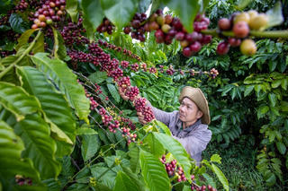 “Mỏ vàng” từ cà phê cần được khai thác