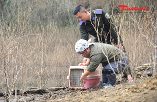 Tái thả 32 động vật hoang dã về môi trường tự nhiên