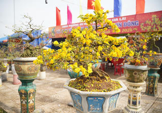 Gia Lai: Làng mai vào mùa Tết, sức mua vẫn chậm