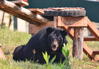 Bên trong khu cứu hộ gấu tại Vườn quốc gia Bạch Mã