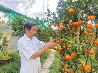 Đồng Tháp: Quýt hồng lên chậu hút hàng dịp Tết