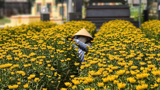 Quảng Ngãi: Làng hoa Nghĩa Hiệp vào vụ Tết, giá cao, hút thương lái