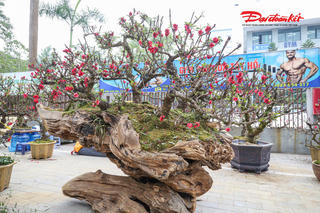 Đào Thất Thốn leo gỗ hoàng đàn xuống phố