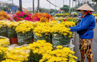 TP Hồ Chí Minh: Rực rỡ sắc xuân tại các chợ hoa trung tâm