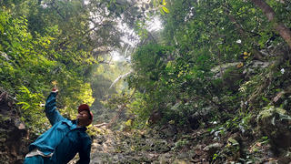 Quần thể mai vàng cổ thụ giữa rừng già 