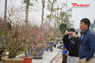 Thị trường cây cảnh Hà Tĩnh biến động