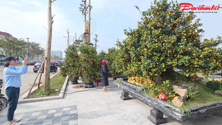 Quất 120 triệu gây chú ý phố Tết Hà Tĩnh