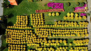 Sắc xuân ngập tràn trên vùng đất cố đô Huế