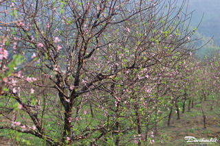 Thời tiết ngày 29 Tết: Bắc bộ sáng sớm có sương mù, Nam bộ ít mưa 