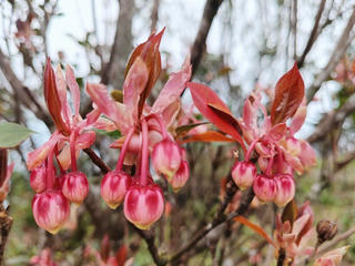 Hoa đỗ quyên khoe sắc trên núi Bạch Mã