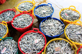 Quảng Ngãi: Ngư dân Tịnh Khê trúng đậm cá cơm đầu năm mới