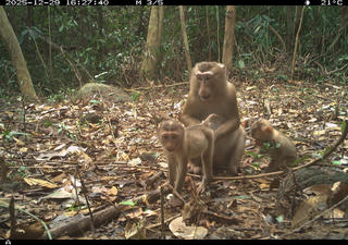 Đà Nẵng: Bẫy ảnh ghi nhận 27 loài động vật hoang dã quý tại rừng Mỹ Sơn