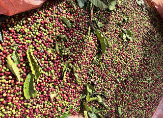 Cà phê Việt đối mặt tiêu chuẩn phát triển bền vững 