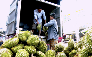 Sầu riêng khan hàng, giá tăng mạnh đầu năm