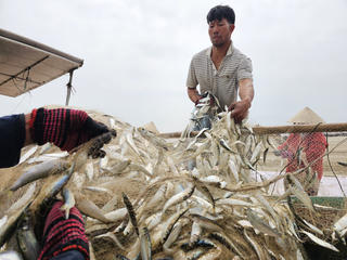 Hà Tĩnh: Ra khơi đầu năm, ngư dân trúng đậm mẻ cá trích