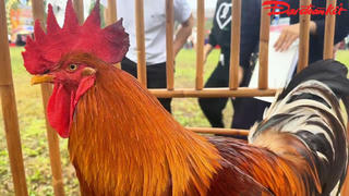 Về Tiên Yên lựa chọn ‘Vua gà’, ‘Hoa hậu gà’ 