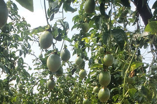 Đề xuất nâng mức hỗ trợ phí bảo hiểm nông nghiệp: “Lá chắn” mới cho nhà nông