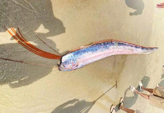 Đà Nẵng: Cá hố rồng dài gần 2m, nặng 10kg dạt vào bờ biển 