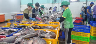 Thủy sản Việt gặp khó do ảnh hưởng từ xung đột ở Trung Đông