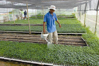 Rót vốn mạnh cho nông nghiệp ngoại thành TP Hồ Chí Minh