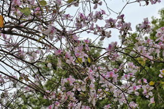 Hà Nội: Giới trẻ nô nức check-in tại các cung đường hoa 