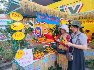 Vĩnh Long mở rộng vùng trồng đặc sản thanh trà ngọt