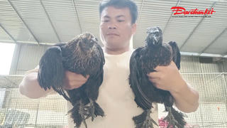 Đổi đời giữa đại ngàn nhờ nuôi gà 'mặt quỷ'