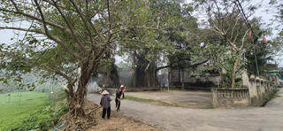 Cây đa Di sản Tĩnh Luyện - Cột mốc sống của hồn quê